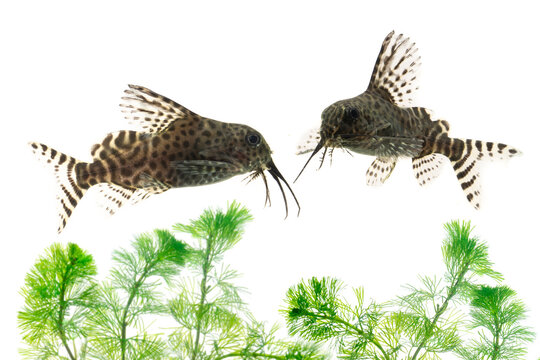 two Juvenile of Synodontis eupterus (featherfin squeaker), a species of mochokid catfishes found throughout Africa, swimming on aquatic plants