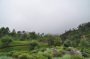 Fototapeta na wymiar View on the nature near Haputale, Sri Lanka
