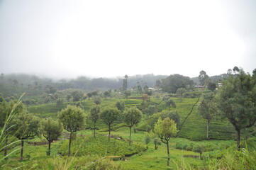 Fototapeta na wymiar View on the nature near Haputale, Sri Lanka.