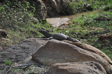 A water monitor lizard in Yala National Park, Sri Lanka