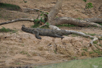 A crocodile in Yala National Park, Sri Lanka.