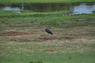 Obraz na płótnie Canvas Crane bird in Yala National Park, Sri Lanka