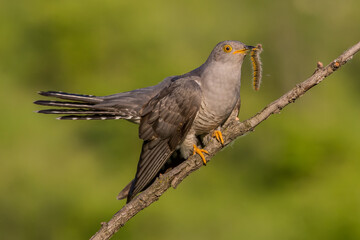 common cuckoo