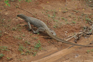 A water monitor lizard in Yala National Park, Sri Lanka