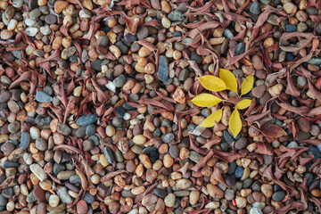 Dry leaves on pebbles. Background of pebbles. Multicolored pebbles. 