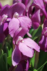 Purple hume roscoea flowers in close up