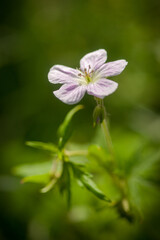 Wild Blooming Geranium 