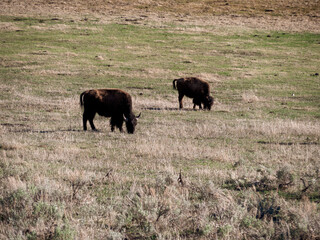 Fototapeta na wymiar Two Bison Grazing in Lamar Valley