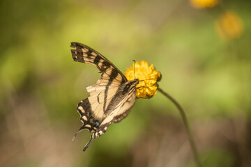 Obraz premium Bird Clipped Swallowtail Butterfly