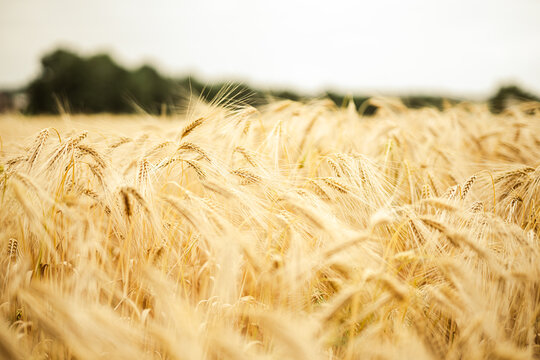 Weizenfeld am Tag // Weizen im Feld auf dem Ackerbau vom Bauern aus der Region. Agrarlandschaft auf dem regionales Getreide w&auml;chst