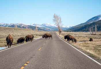 Bison Herd Crossing Road in Yellowstone