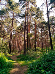 Two paths in a beautiful summer pine forest.