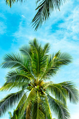 coconut tree with blue sky background