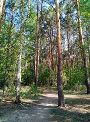 Wide path in a beautiful summer pine forest.