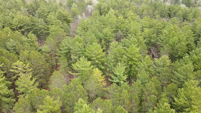 4K flyover of tall green pine trees at Lake Itasca, Minnesota in early spring (some deciduous trees with no leaves can be seen as well). Drone slowly zooms out.