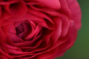 Ranunculus red flower closeup, beautiful flower of summer.