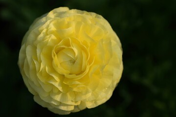 Persian buttercup, yellow flower of ranunculus closeup.