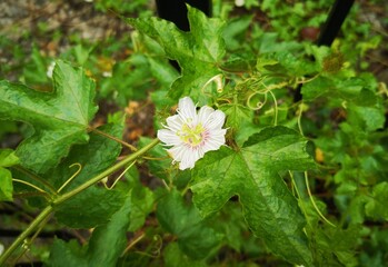 white flower in the grass