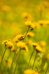 Obraz premium Hawkweed Meadow with a Blur