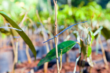 Picture of plant propagation in a plastic bags and full of soil. Close up to show the growth of small tree. 