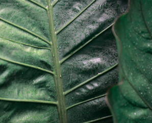 Foliage anthurium plant. Natural leaves with moody dark green color and water droplets texture abstract background. Focus on background. Nature, organic, green theme, or Earth day backdrop concept.