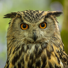 Eagle Owl in a Bluebell Wood