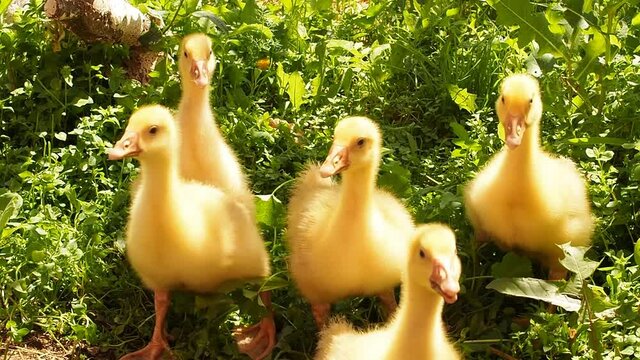 five yellow fluffy goslings walk outside during the day and nibble on grass.