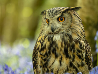 Eagle Owl in a Bluebell Wood