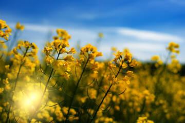 Obraz premium Blooming Canola field. Closeup view at flovers