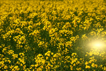 Obraz premium Blooming Canola field. Closeup view at flovers