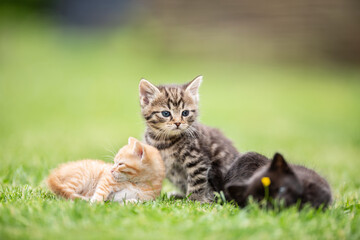 Three kittens playing and lying in the garden on the grass or curiously watching what is going on.