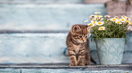 A little tabby kitten hiding behind a bucket full of flowers on staircase