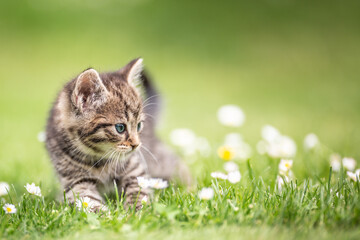 Adorable and curious little tabby kitten vigorously playing in the garden in the grass - obrazy, fototapety, plakaty