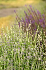 Lavender and sage blooming near the road, vintage garden image.