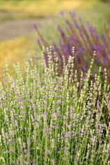 Obraz premium Lavender and sage blooming near the road, vintage garden image.