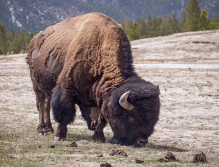 Bison Grazing by Old Faithful