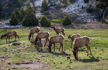 Naklejka na ściany i meble Elk Herd grazing in Yellowstone