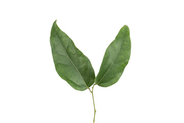 Nan Fui Chao herbal leaves or Bitterleaf tree (Gymnanthemum extensum) isolated on white background. concept Herbal and Vegetable extracts are medications for treating diabetes and heart disease.