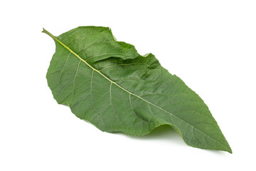 Nan Fui Chao herbal leaves or Bitterleaf tree (Gymnanthemum extensum) isolated on white background. concept Herbal and Vegetable extracts are medications for treating diabetes and heart disease.