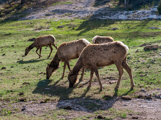 Elk Herd grazing in Yellowstone