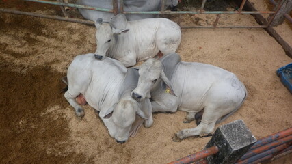white cows brahman and foal