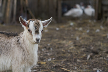 Obraz premium Goat on the left close up in the backyard. The background is dark brown. Pets in a private farm. Small farming