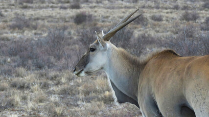 Common Eland bull profile