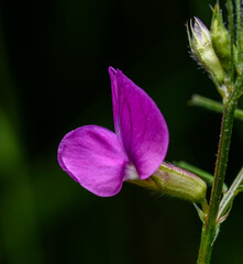 single pink flower of peavines or vetchlings (Lathyrus)