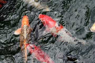 Fische Koi Karpfen im Wasser