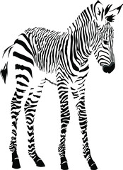 Black and white image of a standing zebra cub isolated vector illustration