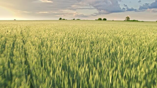 Aerial view from drone above farm green wheatfield. Flying, vast young fresh corn field. Beautiful landscape. Harvest, agriculture, agribusiness concept.