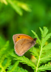 butterfly on leaf