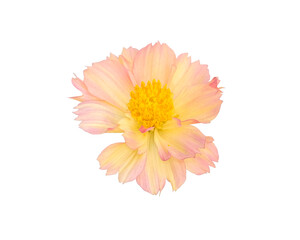 beautiful fresh yellow pink cosmos flower blooming and orange pollen. Isolated on white background with clipping path.