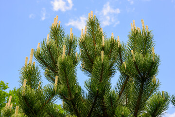 High resolution photo with close-up of pine branches against blue sky